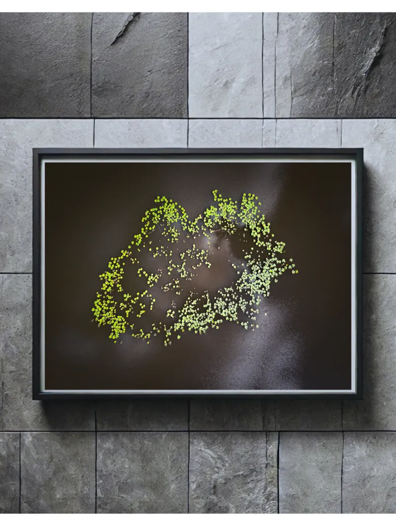 Tirage Constellation Florale