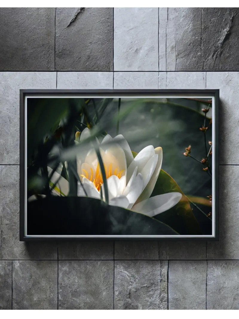 Tirage Lotus Pur